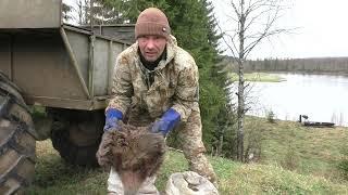 ДОБЫЛ ДВА МЕДВЕДЯ ЗА СУТКИ / ПЕРВЫЙ УШЁЛ ПОДРАНКОМ, НО НА СЛЕДУЮЩИЙ ДЕНЬ ДОБРАЛ В ЛЕСУ НА ЛЁЖКЕ.