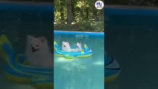 Cute Pomeranian On Pool  #shorts