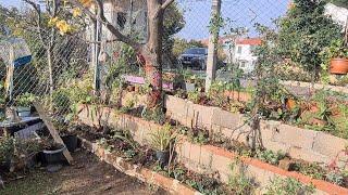 Yeni Tarhlara Diktiklerim, Huşu Bahçem'deki Kralın Mantosu ve  Çiçekler Hakkında Küçük Tüyolar