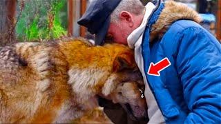 Hunter Fed Dying Pregnant Wolf All Winter. 1 Year Later He Heard A Strange Sound And Instantly Cried