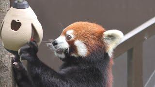 レッサーパンダ　リーファちゃん　リンゴ探しに夢中です　【のんほいパーク】Red panda Leafa-chan Toyohashi Zoo