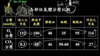 11202選修生物(三)3-1-16各部位氧與二氧化碳分壓的比較(二射)