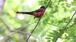 Malabar Trogon Calling