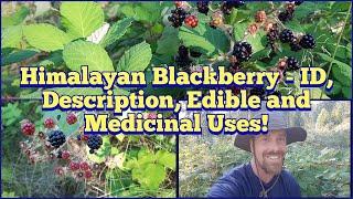 ヒマラヤブラックベリー - 識別、説明、食用および薬用用途!