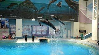 Dolphin show at Constanta Dolphinarium Romania