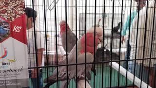 Beautiful birds at Sindh livestoke expo 2021