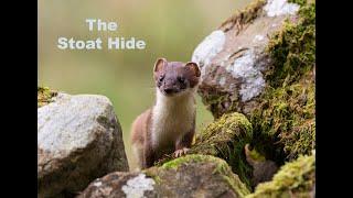 The Stoat Hide