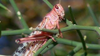 Swarm Of Locusts همه چیز را در مسیر خود می بلعد | سیاره زمین | BBC Earth