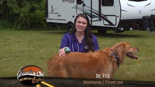 Paws on Board - Episode 2: Pet First Aid Kit