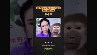FUNNY MONKEY CONFUSED  #shorts