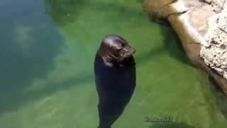 spinning seal