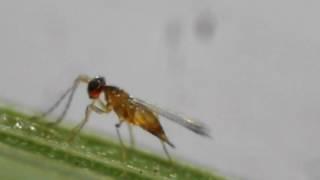 Egg-parasitoid Anagrus (Mymaridae) - Oviposits in Cicada Eggs on Rice