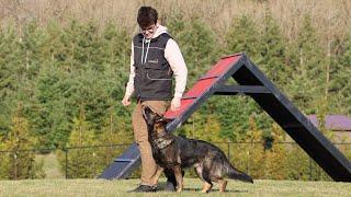 Swift & Ultra Fast Obedience with Daya! | Kraftwerk K9 German Shepherds