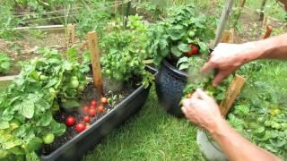 Tomato Variety Profiles: Three Dwarf Determinates (8-15 inches)  - Tiny Tim, Red Robin, Micro Tom