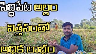 Ginger Cultivation||Ginger Farming|Ginger Crop||Allam Sagu In Telugu.