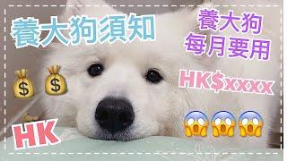 養大狗須知｜在香港養大狗，每個月需要HK$xxxx｜Big Dog Channel西摩犬Tako ｜サモエド