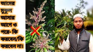 আমের মুকুল (Mango inflorescence) আসার আগে ও পরে - কি করবেন, কি করবেন না। Before & after care