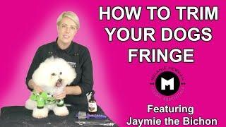 How to trim your dogs fringe