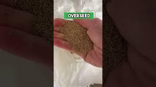Transform your lawn doing THIS  #before #after #satisfying #tips #stepbystep #transformation #diy