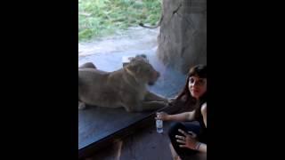 Mama lion wants to eat human baby (part 2)