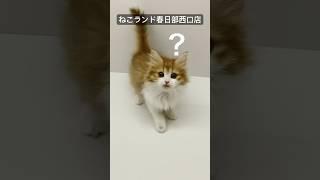 【子猫販売】#サイベリアン #子猫 #猫アレルギー #ねこランド