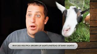 Goats and Off Grid Grifters: September Farm Meeting