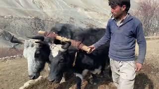 Old and traditional village life Near Deosai National park skardu| Dapa Kharmang