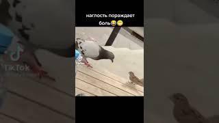 Отмороженный голубь прикол