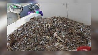 Commerce Dept. to start antidumping investigation over imported shrimp