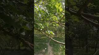 #кизляр #youtubeshorts #dagestan #shortvideo #shortsvideo #природа #shorts #short #nature #wood