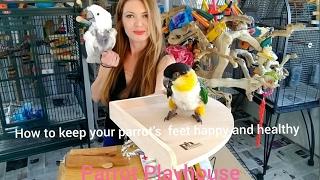 How to Choose a Perch For Your Bird | Bird Care