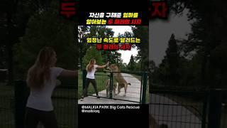 자신을 구해준 엄마를 알아보는 사자들