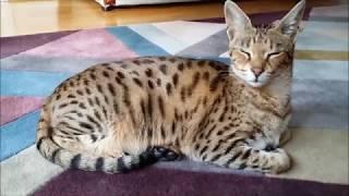 Living with a Savannah cat