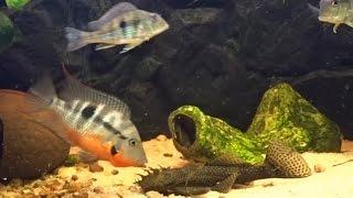 Pielęgnica Meeka walczy z Glonojadem - Thorichthys Meeka fighting Ancistrus