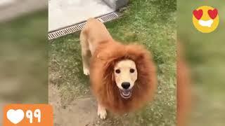 Dog halloween costumes-Dog lion costume