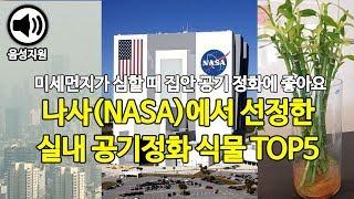 나사(NASA)에서 선정한 실내공기 정화식물순위 TOP5