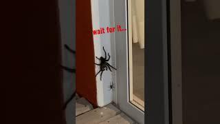 huge spider attacks another spider (tarantula) 