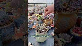 Beginners succulents care: how to propagate succulent plants