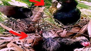 A giant frog feeds on a Greater coucal baby bird#baby