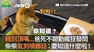 柴犬餓到頂嘴 狗爸死不開動瘋狂發問...柴柴氣到噴髒話：要知道什麼啦｜寵物