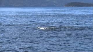 Pod of transient orcas swimming under our boat (near the San Juan Islands)