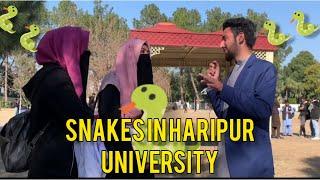 How was 2022 of Haripur university students?|Positive Pakistan|