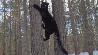 Сat and dog games. Luna & Venza. Rottweiler plays with black leopard cub