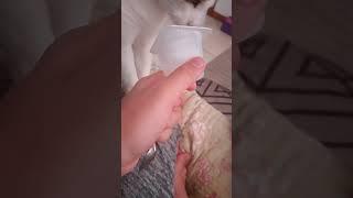 Cat Drinking Yogurt