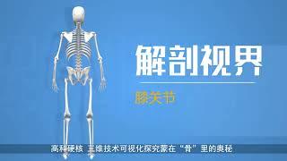 [human anatomy] knee joint  【人体解剖】膝关节