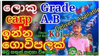 Koi carp | Grade A,B carp,Oscar,gold fish මවු සතුන් ගන්න පුලුවන් ගොවිපලක්