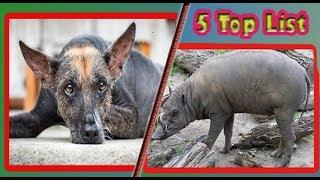 Hairless Animals | Bald Animals List | JUST AMAZING