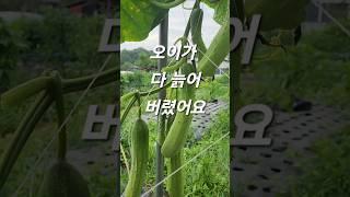 늙은 오이가 되었네요