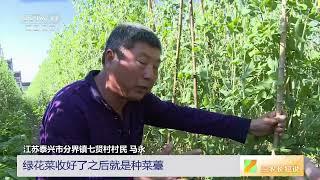 [三农长短说]立夏时节农事忙 江苏泰兴 甜豌豆上市 轮茬套种实现“一地五收”|农业致富经 Agriculture And Farming