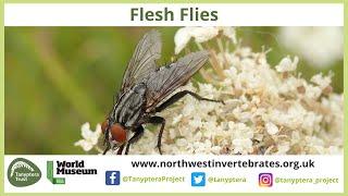 Flesh flies